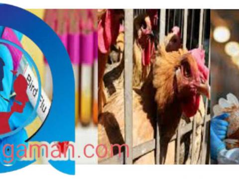 झापासहित १० जिल्लामा बर्डफ्लू सङ्क्रमण फैलिएको पुष्टी 