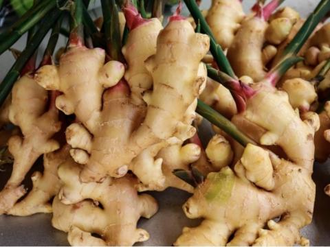 अदुवाको मूल्य राम्रो पाएपछि किसान उत्साहित 